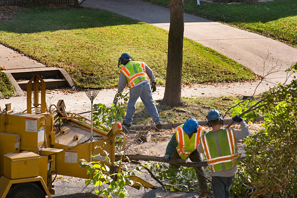 The Steps Involved in Our Tree Care Process in Broad Creek, NC